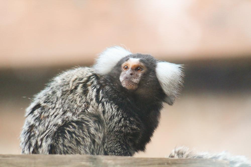 Attraction Slider Image