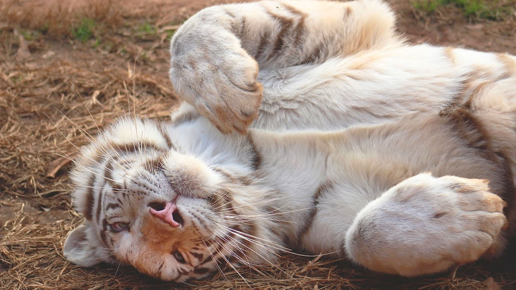 7 Ways To Keep Your global tiger Growing Without Burning The Midnight Oil