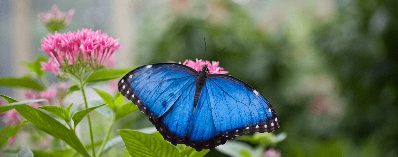 Blue Morpho Butterfly Month at Callaway Resort & Gardens