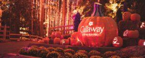 Pumpkins at Callaway